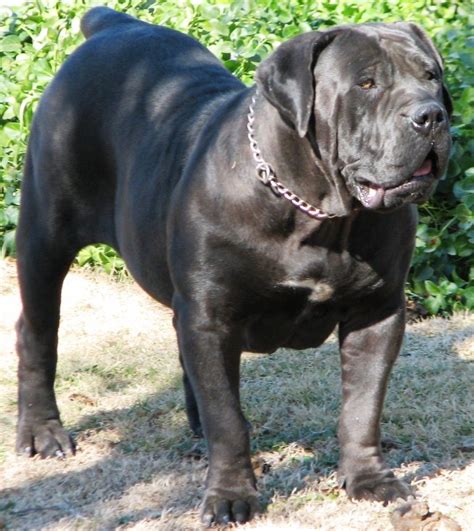 African Mastinos Boersos Black Boerboels Dog Breeds Large Dog