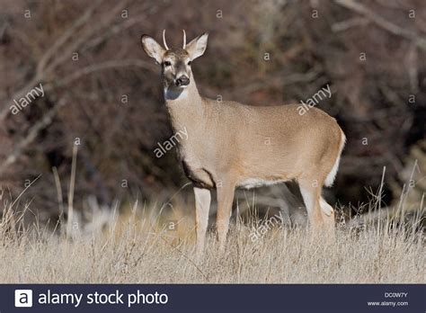 Spike Buck Deer Stock Photos & Spike Buck Deer Stock Images - Alamy