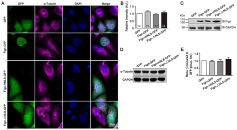 A Nuclear Localization Signal Is Required For The Nuclear Translocation