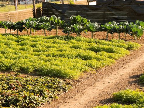 Parcelas Y Sistemas De Cultivo Los Paisajes Agrarios