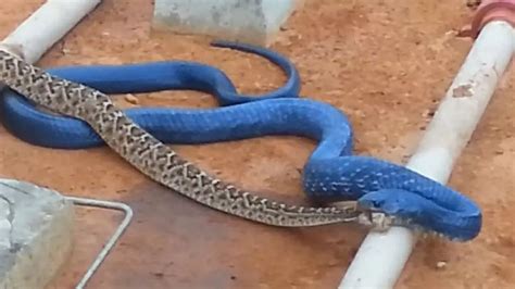 Blue Indigo Snakes And Rattlesnake