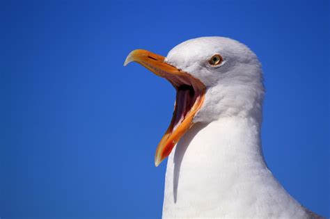 Leave the seagulls alone – Caroline Abbott