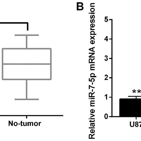 Downregulation Of MiR 7 5p In Human Glioblastoma Tissues And Cell