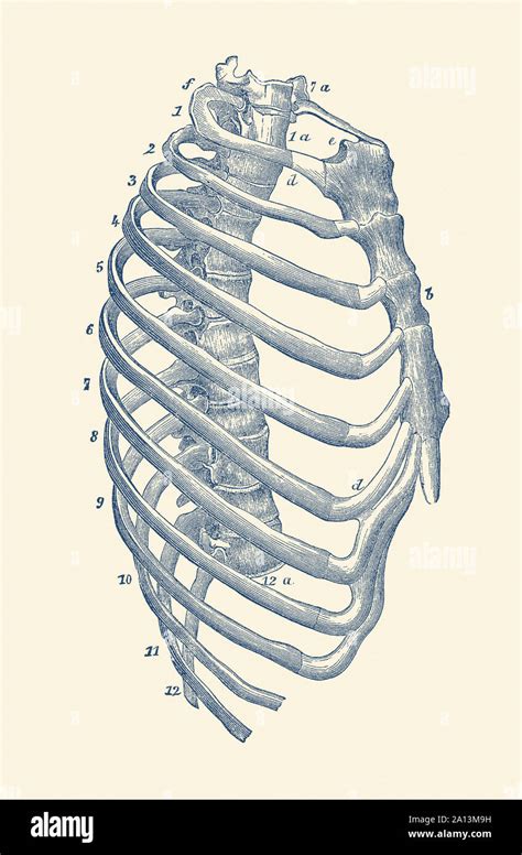 Cage thoracique anatomie dessin Banque de photographies et dimages à