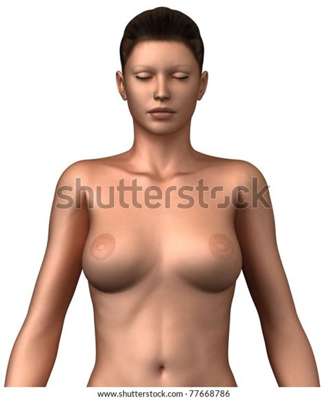 Female Naked Torso Front View Anatomical 스톡 일러스트 77668786 Shutterstock