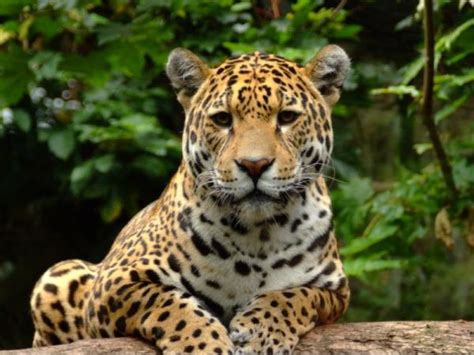 Por Qu El Jaguar Est En Peligro De Extinci N Con V Deo