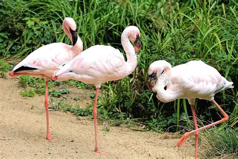 Why Do Flamingos Stand On One Leg Explained Wildlifefaq