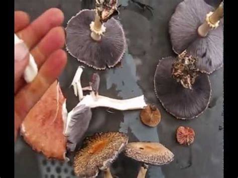 Australian Edible Fungi Stropharia rugosoannulata - YouTube