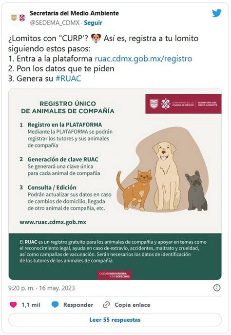 Curp Para Tu Mascota Qu Es Y Para Qu Sirve El Informador