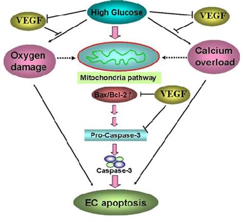 Potential Pathways In Which High Glucose Induces Endothelial Cell