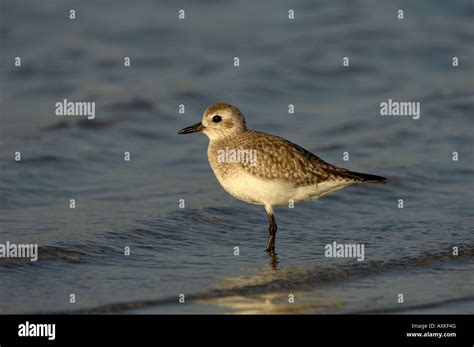 Grey Plover Pluvialis Squatarola Florida Usa Winter Plumage Stock Photo