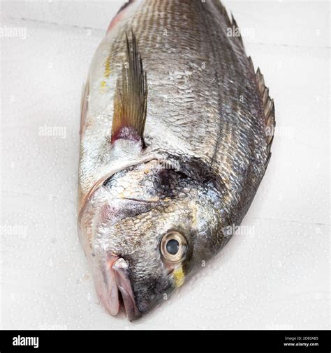 Head Of Raw Gilt Head Sea Bream Sparus Aurata Orata Dorada On White