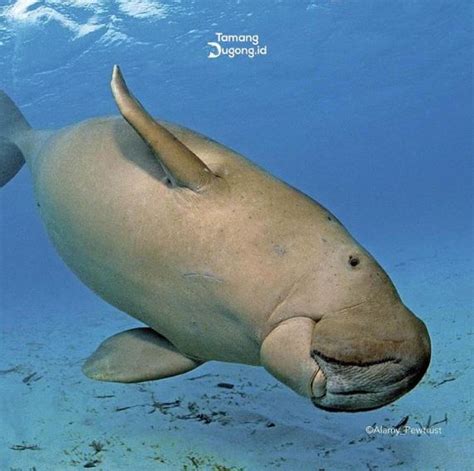 Mengenal Ikan Dugong Mamalia Laut Nan Cantik Yang Kini Terancam Punah