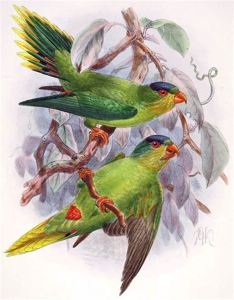 Especies De Aves Que Ya Est N Extintas O Pr Cticamente Extintas