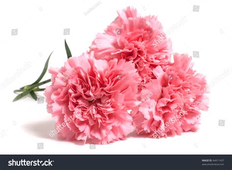 Three Pink Carnations Isolated On White Background Stock Photo 44411437