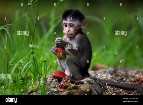 What Exact Species of Monkey is This Baby Monkey? : r/animalid