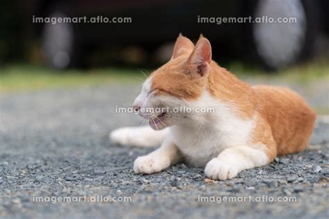 くつろぐ猫 茶トラ白の写真素材 196139202 イメージマート