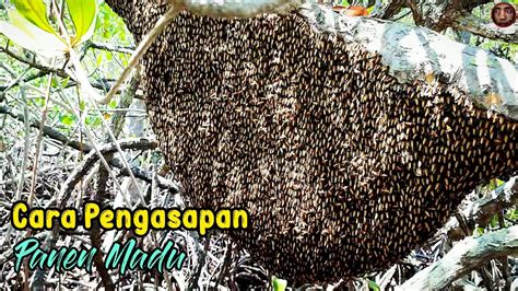 Cara Mengambil Madu Lebah Hutan Membuat Pengasapan Untuk Panen Madu