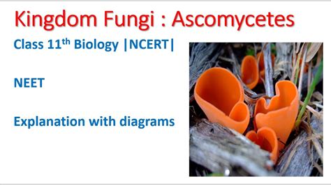 Kingdom Fungi Ascomycetes Biology Lecture Fungi Classification Ascomycetes 2020 Youtube