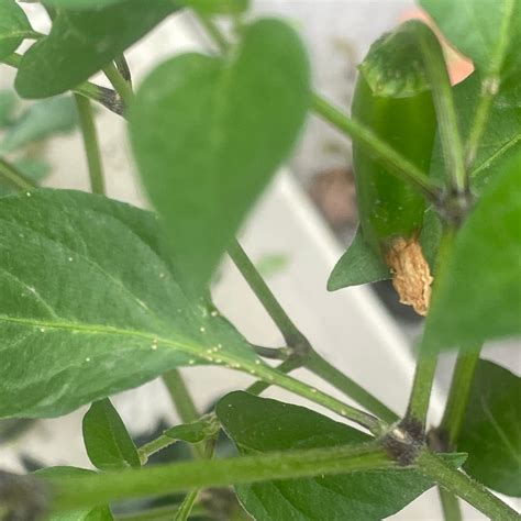 Cayenne Blend Chile Pepper Explained Key Information 🌶️