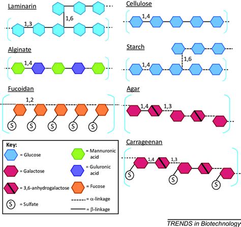 Structural Features Of Some Of The Most Abundant Algal Polysaccharides