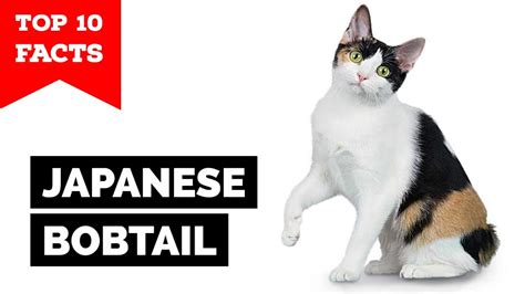 Japanese Bobtail TOP 10 FACTS Maneki Neko YouTube