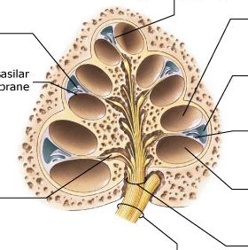 Section Through The Turns Of The Cochlea Diagram Quizlet