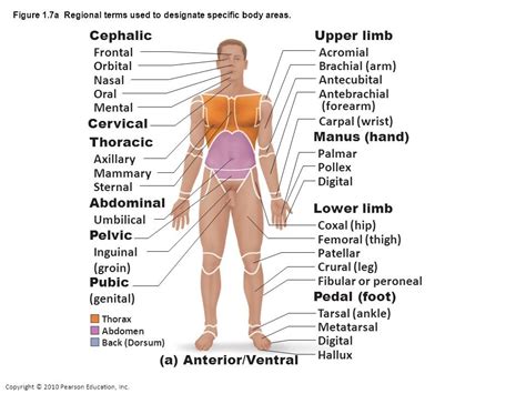 Identify The Terms Used To Describe Body Regions Quizlet