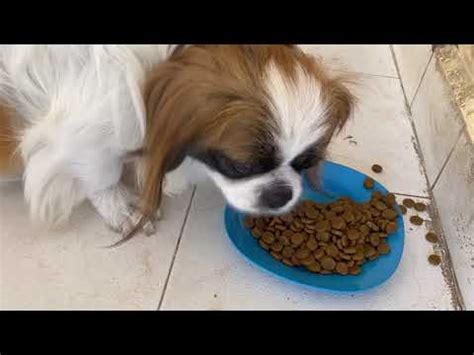 Los mejores alimentos para Shih Tzu una guía completa