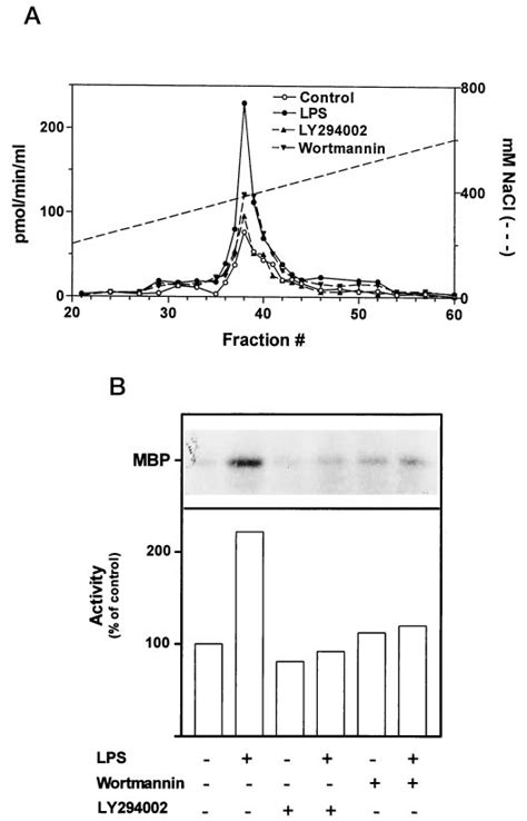 Abrogation Of Lps Induced Activation Of Pkc By The Pi 3 Kinase