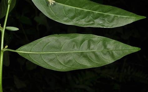 Cestrum Nocturnum Solanaceae Image 127711 At PhytoImages Siu Edu