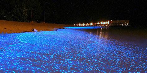7 Places To See Bioluminescence The Journiest