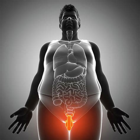 Male Sex Organs Photograph By Pixologicstudio Science Photo Library Fine Art America