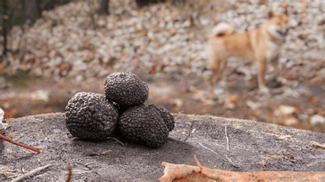 Where Are Truffles Found And How Do They Grow