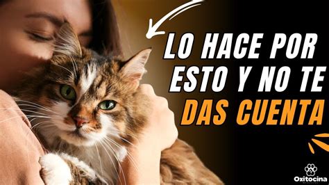 7 RAZONES POR LAS QUE TU GATO TE SIGUE A TODAS PARTES YouTube