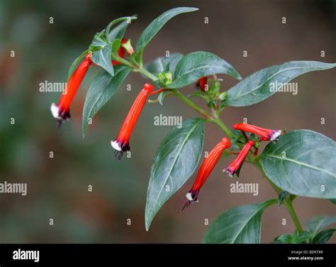 Red Cuphea Hi Res Stock Photography And Images Alamy