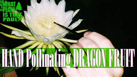 Hand Pollinating A Dragon Fruit Flower Youtube