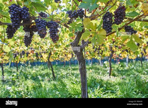 Grape Vines With Ripe Black Grapes At Wiston Vineyard Sussex Stock