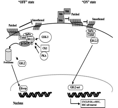 Hedgehog Signalling In The Absence Of Hedgehog Ligands Off State