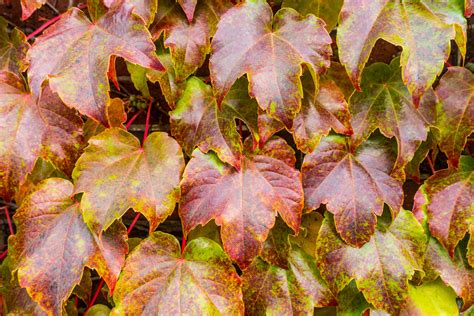 Grape Leaves | Shutterbug