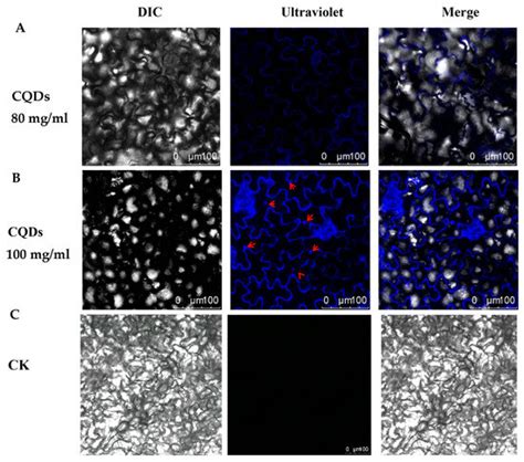 IJMS Free Full Text Unlocking The Potential Of Carbon Quantum Dots