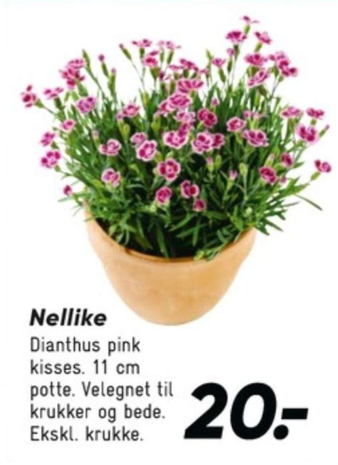 Planter Bilka April 2024 Alle Tilbudsavis