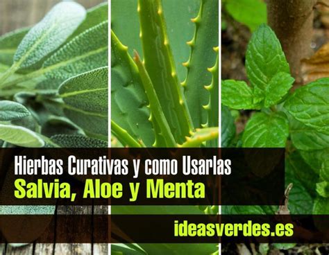 Hierbas Curativas Y Como Usarlas Salvia Aloe Y Menta Ideas Verdes