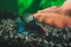 The Hidden Struggles Of Betta Fish Understanding Tumors And Paths To