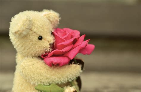 Free Images Flower Cute Love Rose Romance Romantic Friendship Pink Teddy Bear