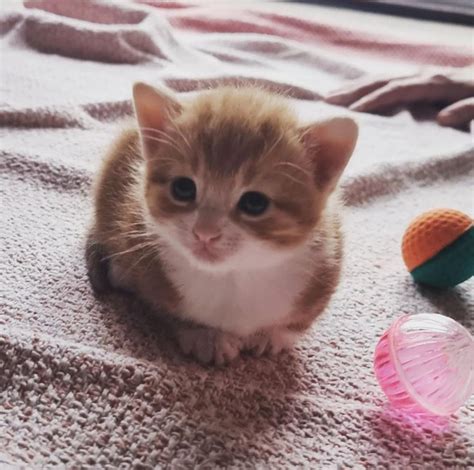 Best Red Hot Chilli Peppers Images On Pholder Hot Peppers Red Hot Chili Peppers And Food Porn