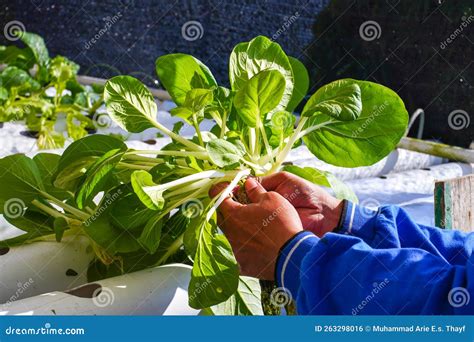 Farmer S Hands Harvesting Fresh Mustard Greens Freshly Harvested