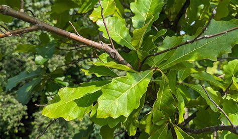 Identifier Les Arbres Et Les Arbustes Du Qu Bec Les Ch Nes O