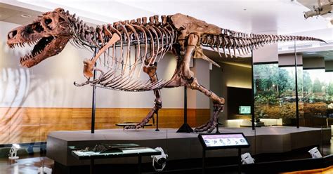 Chicago Field Museum Of Natural History Ticket Or Vip Tour Getyourguide