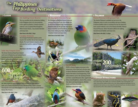 Download Our Birding Brochure Birding Adventure Philippines